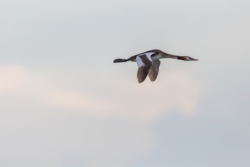 great crested grebe bird (podiceps cristatus) in flight