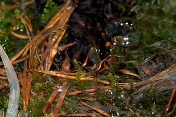 bolla d'aria ben definita