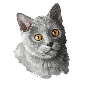 Chartreux cat isolated on white. Digital art illustration of hand drawn kitty for web. Kitten have copper color eyes and silky grey dense coat. Watercolor picture of Rare domestic breed, portrait.