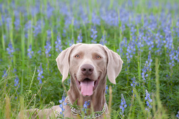 weimaraner vorstehhund in einem blauen lupinenfeld