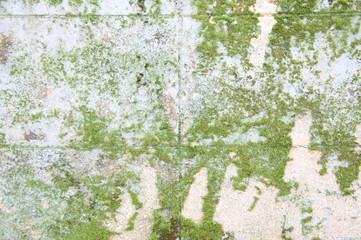 Green moss growing on the concrete wall 