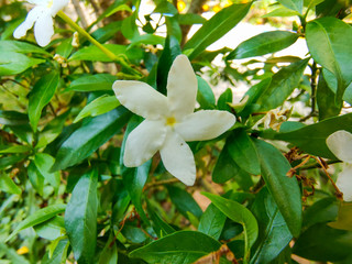 white flower in the garden