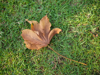 Falling dry leaf on a green grass
