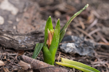 wiosna w ogrodzie, kiełkujący kwiat, wzrost