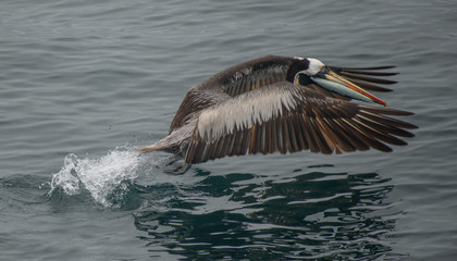 Peruanischer Pelikan in Chile