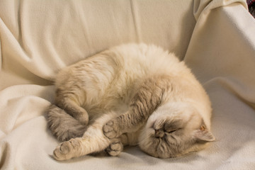 Smoky cat resting on a white bedspread