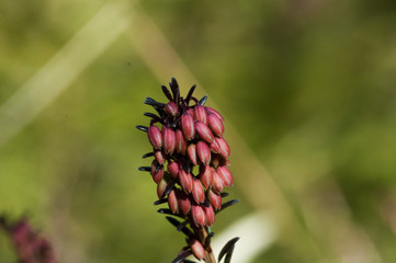fiore invernale con tenue colorazione