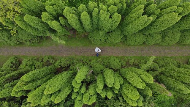 Aerial view Walk brides between fabulous Thuya trees. The view from the drone brides walk in the Park