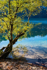 Big willow tree near autumn Alps mountain lake with clear transparent water and reflections. Offensee lake, Salzkammergut, Upper Austria.