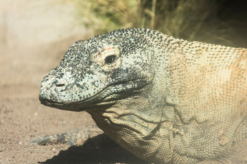 Komodowaran