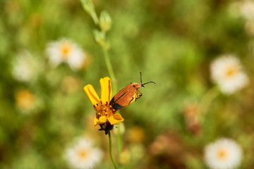 Close Up of Hooked Net-Winged Beetle (Calopteron terminale) on Stiff Greenthread flower. West Texas