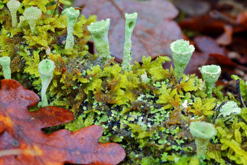 moss, leaf and undergrowth plant in close-up