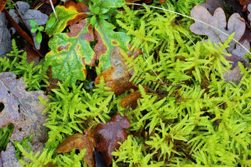 moss, leaf and undergrowth plant in close-up