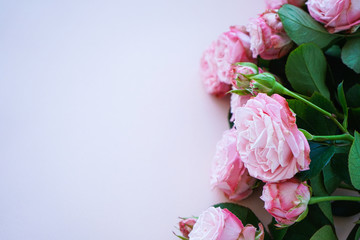 Peony pink roses on a pale pink background with place for text, flat lay. Close-up.