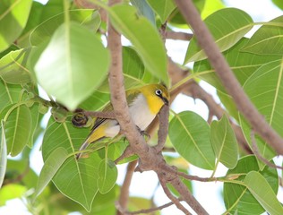 yellow sparrow sitting on the tree branch 