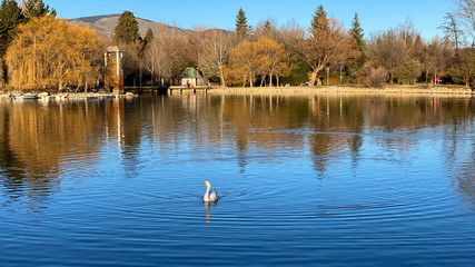 cisnes en bonito lago de montaña