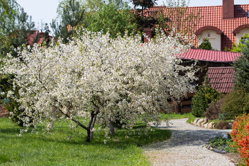 Kwitnące drzewo wiśni w ogrodzie wiosną © Joanna