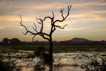 Yala National Park Sunrise