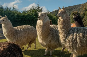 Fotobehang Lamas auf einer Farm bei Puerto Montt © Bernd