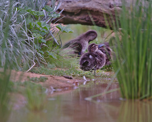 A ducklind at the water's edge in a wetland. Visible behind it are other ducklings resting.