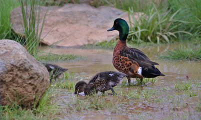 A mother duck looks over ducklings as they search for food in the shallow waters of a wetland