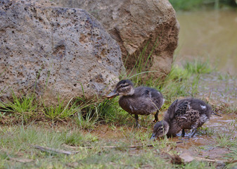 A pair of baby ducks in the shallows of a wetland. One is searching for food while the other is walking. Both are facing left.