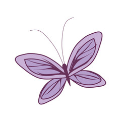 cute butterfly insect vector design