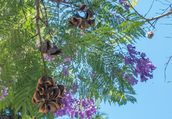 Blühender Jacaranda-Baum mit Früchten