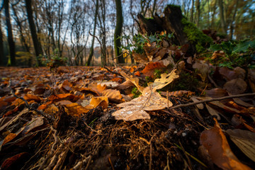 Autumn leaf of oak tree lying on the forest ground with water drops on top