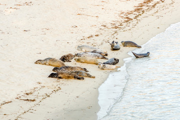 sealions rest at the beach