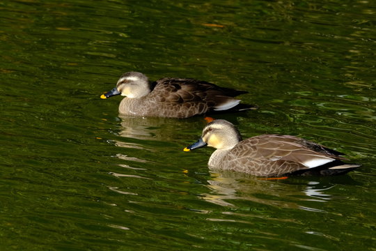 Eastern Spot Billed Duck