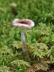 Hygrophorus olivaceoalbus, known as the olive wax cap, wild mushrooms from Finland