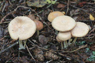 Gymnopus peronatus, known as wood woolly-foot, wild mushroom from Finland