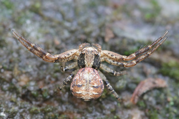 Xysticus audax, known as a ground crab spider