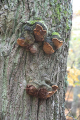 Phellinus robustus, known as robust bracket or robust conk, mushrooms from Finland