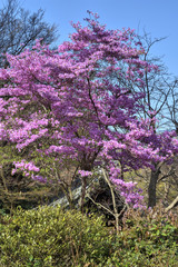 圓光寺のミツバツツジ