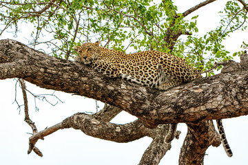 Leopard in a tree Sabi Sands Game Reserve in the greater Kruger Region in South Africa