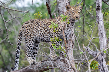 Leopard in a tree Sabi Sands Game Reserve in the greater Kruger Region in South Africa