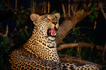 Leopard in the night in Sabi Sands Game Reserve in the greater Kruger Region in South Africa