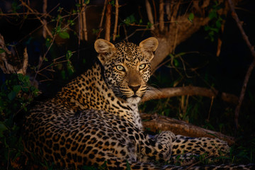 Leopard in the night in Sabi Sands Game Reserve in the greater Kruger Region in South Africa