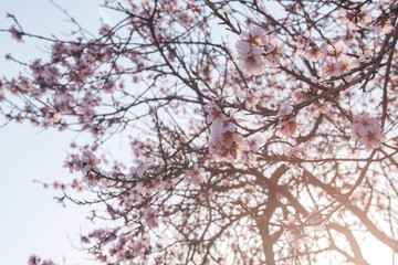Almond trees blooming in spring