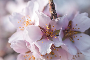 Almond tree blossom close up