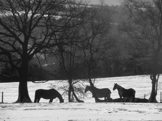 horse in winter