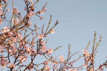 Almond tree detail with springtime flowers