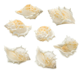Set of seven conch shell angles isolated on white background. Mollusk seashells