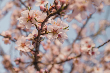 Almond tree flowers blooming in spring