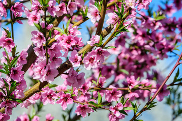 Obraz na płótnie Canvas Close up of a branch with many delicate pink apricot tree flowers in full bloom with blurred background in a garden in a sunny spring day, beautiful outdoor floral background