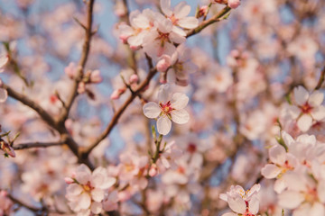 Almond tree flowers blooming in spring
