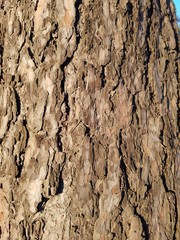 The bark of a pine tree