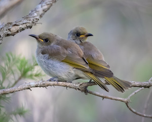 Brown Honeyeater Juveniles